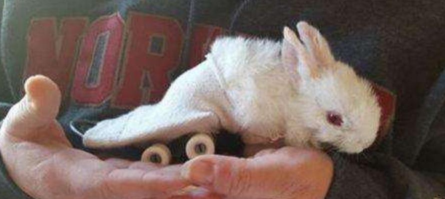 他救了这只小兔子时发现它下身已瘫痪,苦思之下想出一个绝妙方法