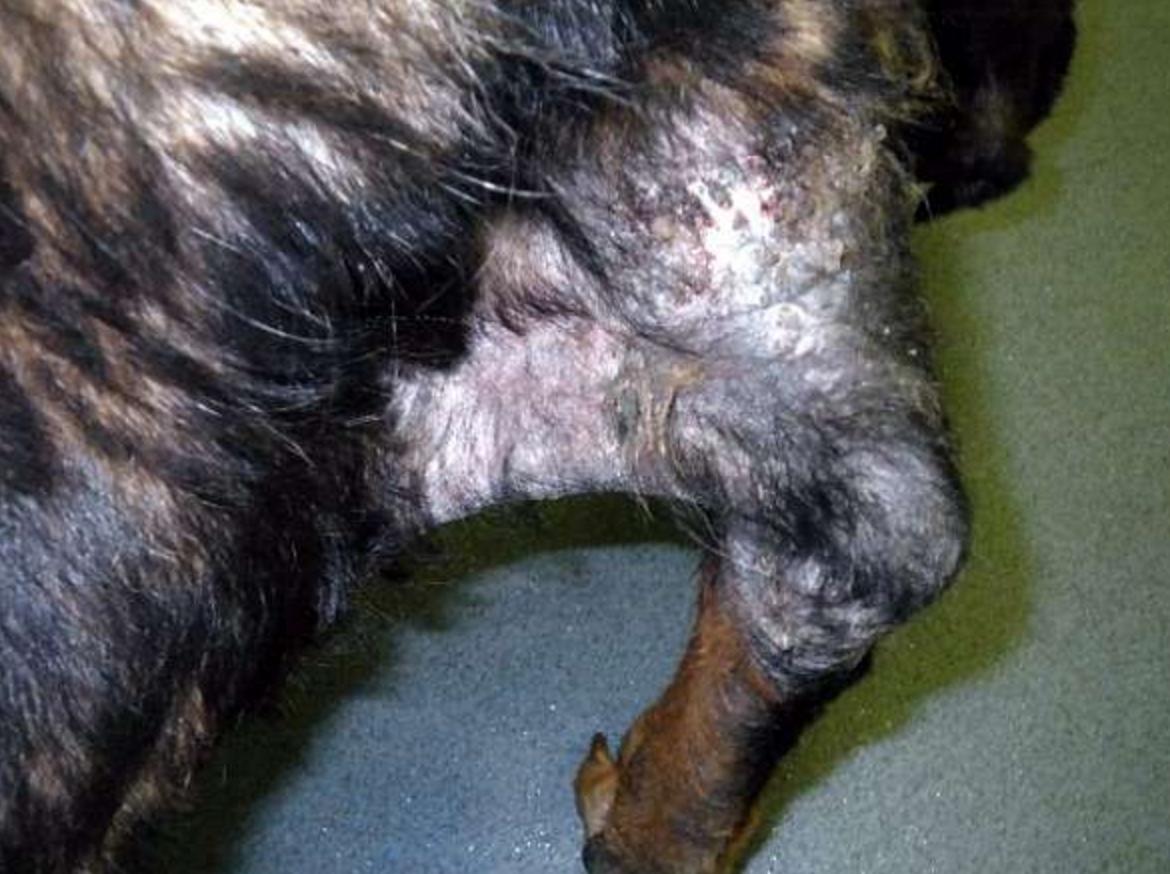 狠心的主人杀病猫,残忍主人将藏獒囚禁12年