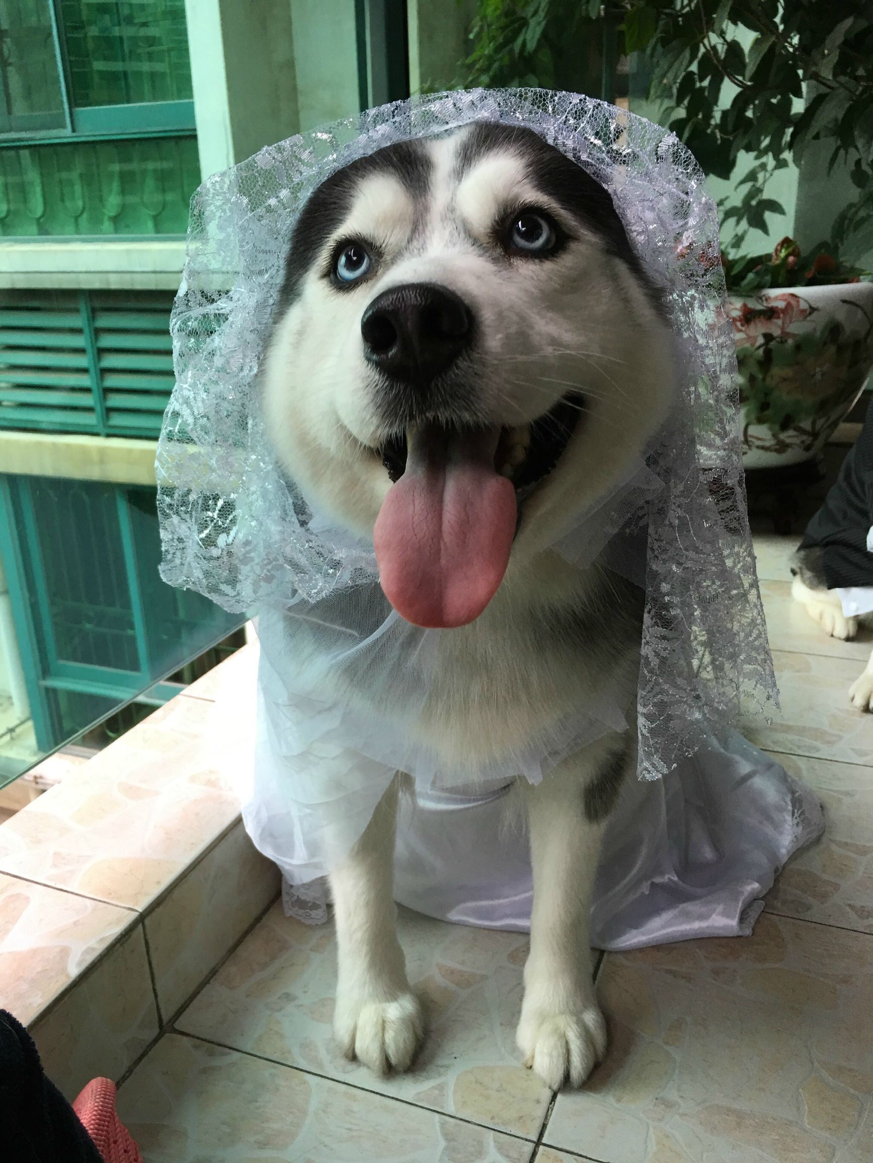 瀵逛笉璧蜂簩鍝堢殑鐪肩,瀵逛笉璧锋垜鐖变綘浜屽搱