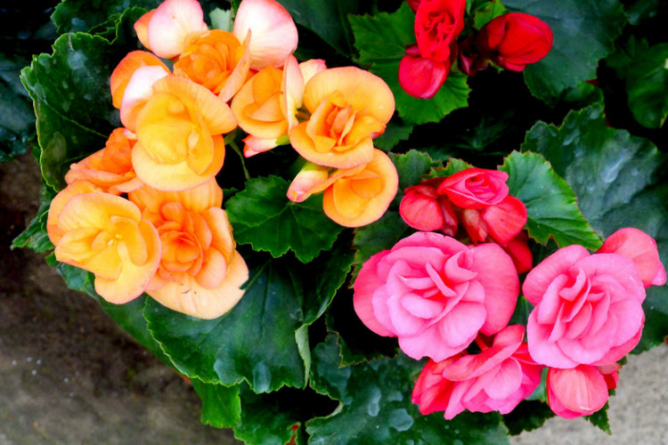 丽格海棠烂叶子怎么处理,丽格海棠叶片有褐色斑点怎么办