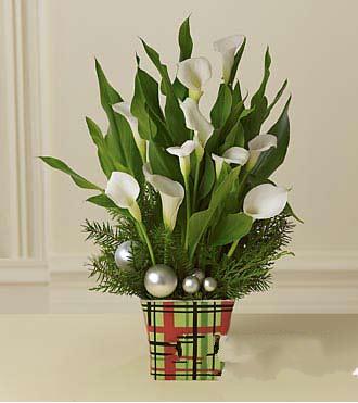 马蹄莲埃塞俄比亚国花,马蹄莲还是埃塞俄比亚的国花