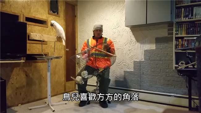鹦鹉鸟笼被踩碎,鹦鹉踩烂鸟笼的视频