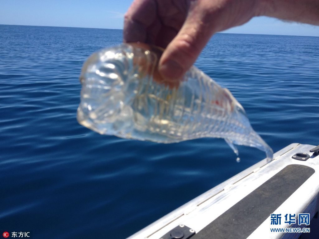 海洋世界奇特的动物,各种奇妙的海洋生物