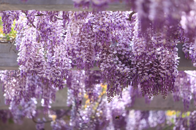 古逸黄县馨香龙口