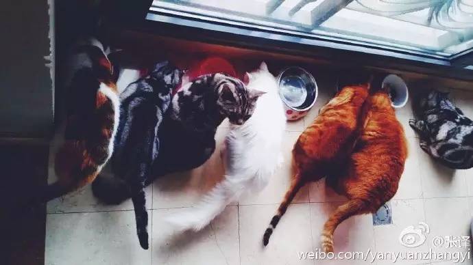 我们和演艺圈最会养猫、码字，知乎最会演戏的段子手聊了聊