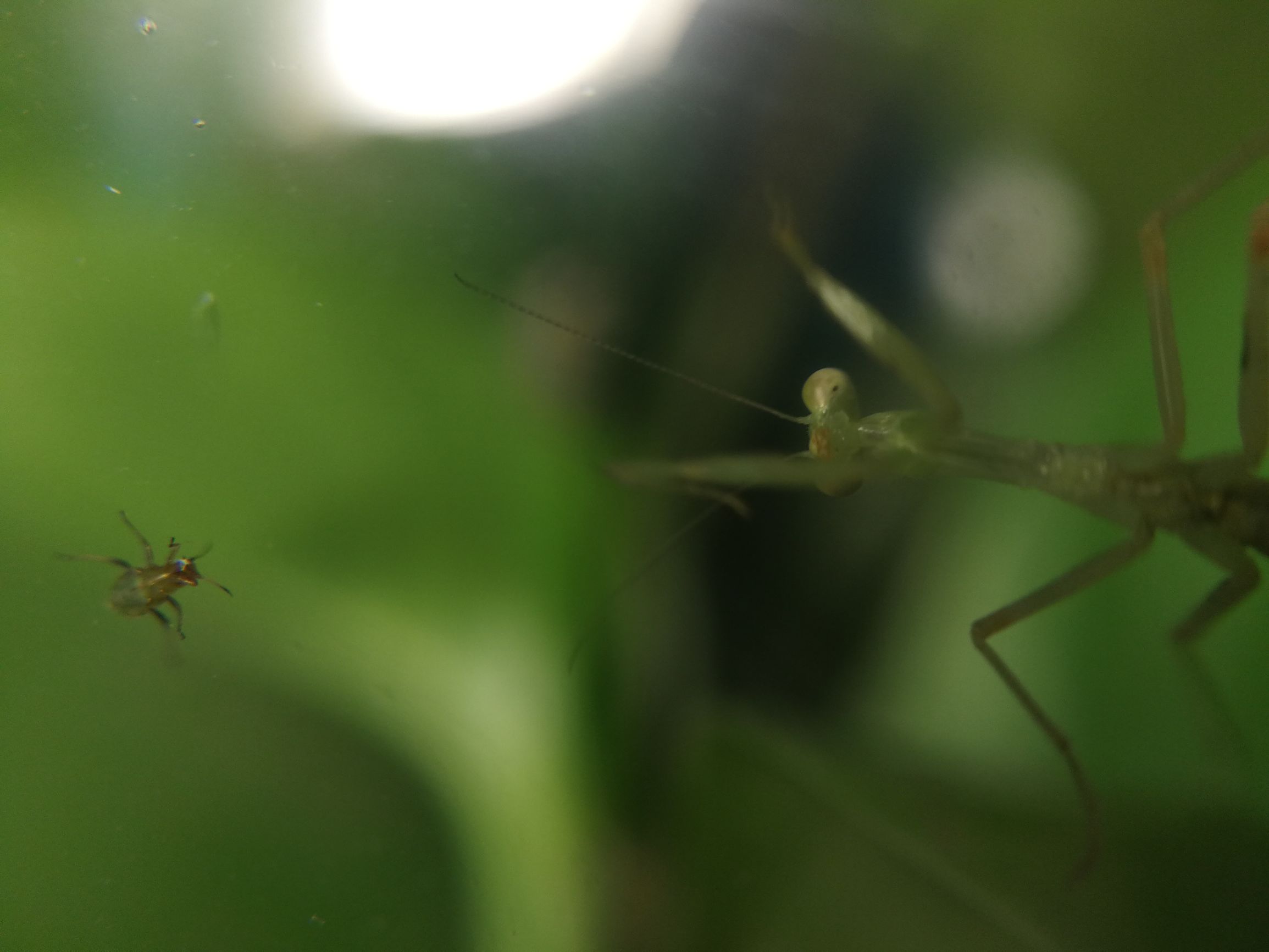 你见过迷你小螳螂吗,小螳螂吃小虫子吗