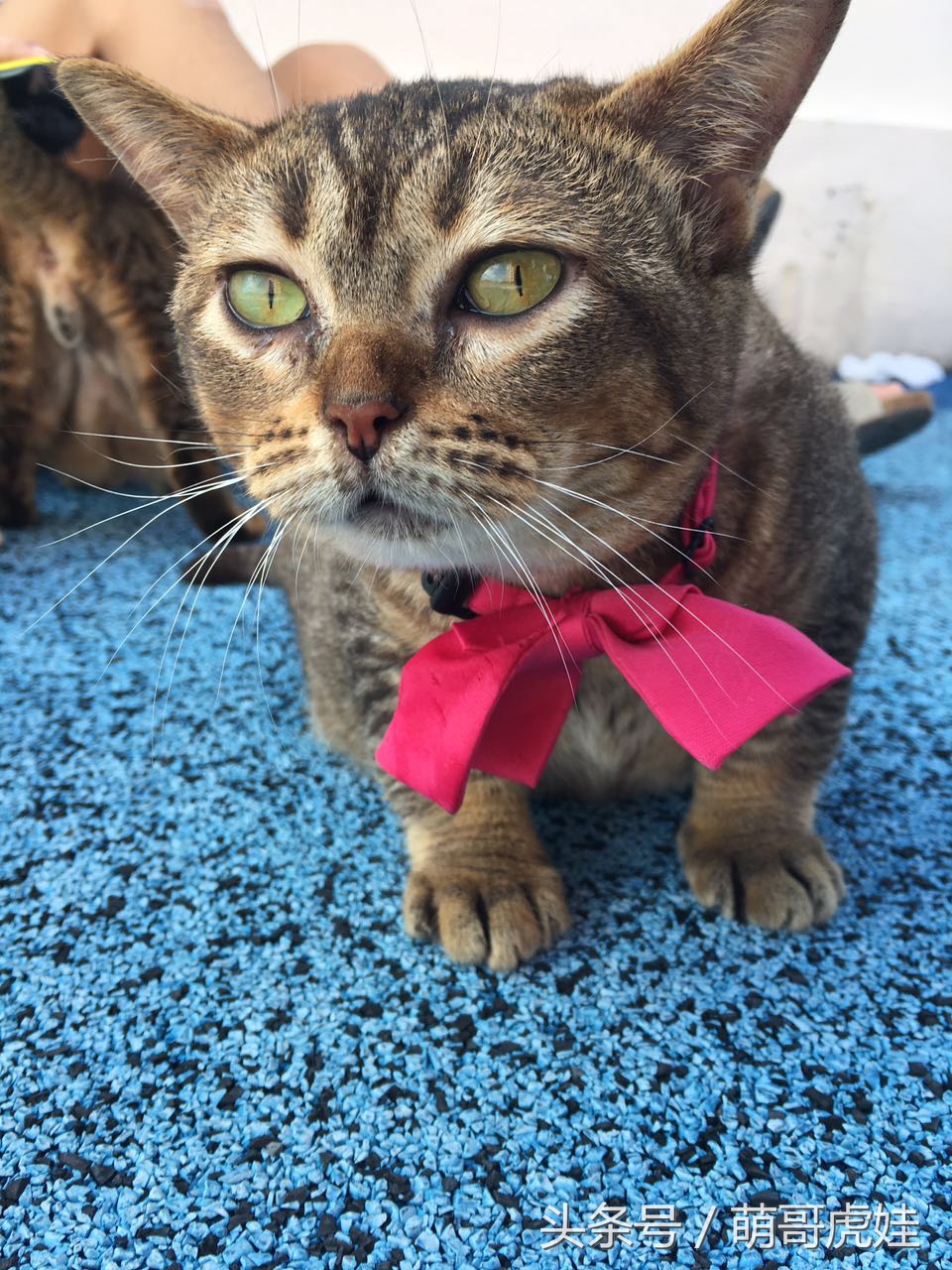 铲屎的带5只小肥猫跑步，跑了一圈回来发现喵星人居然还在原地