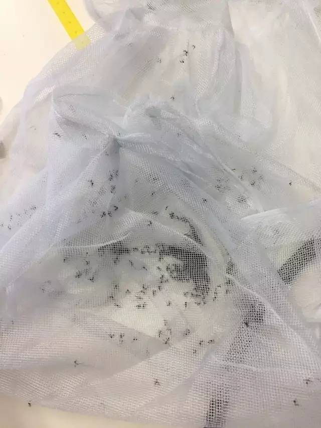 央视驱蚊测评,驱蚊产品测评主播