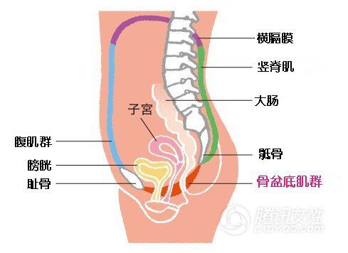 产后修复王茜老师,怎样锻炼盆底肌产后恢复