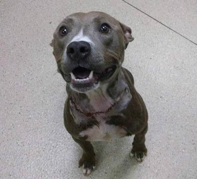 狗狗嘴肿的跟包子一样,狗狗一边脸被蜜蜂叮肿的照片