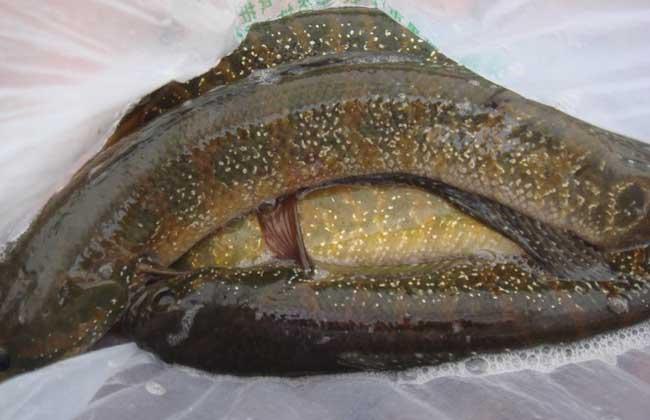 野生七星鱼和养殖区别,野生七星鱼的养殖视频