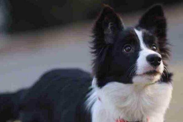 宠物市场狗狗的价格,十种狗狗价格