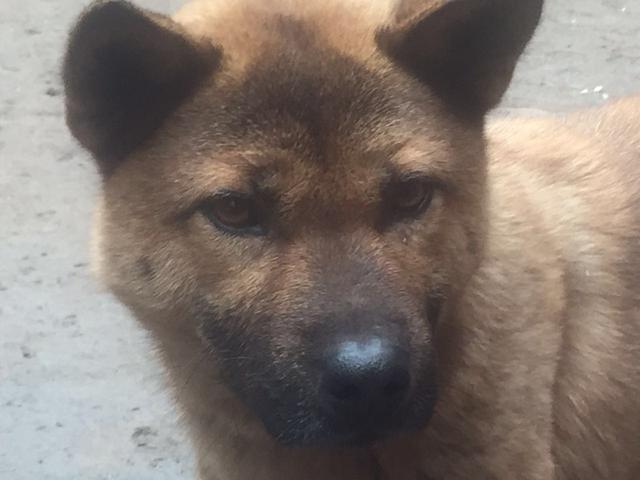 被6个月大的小狗咬到要打狂犬么,四个月小狗咬了人用打狂犬疫苗吗