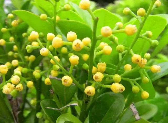 适合室内种植又有香味的植物,四季开花而且花香好养的植物