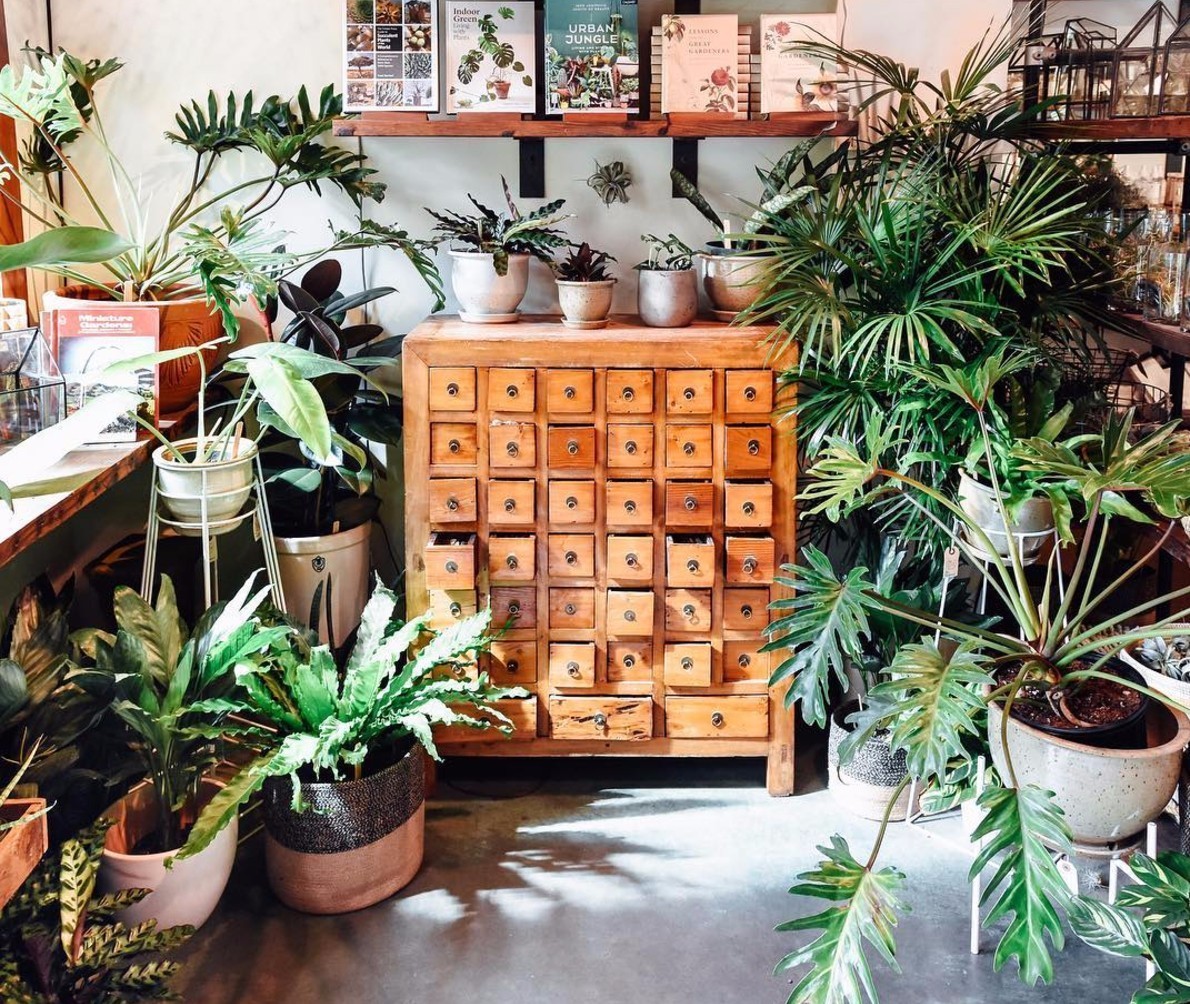 卖的最好的植物店,植物店能买到哪些植物