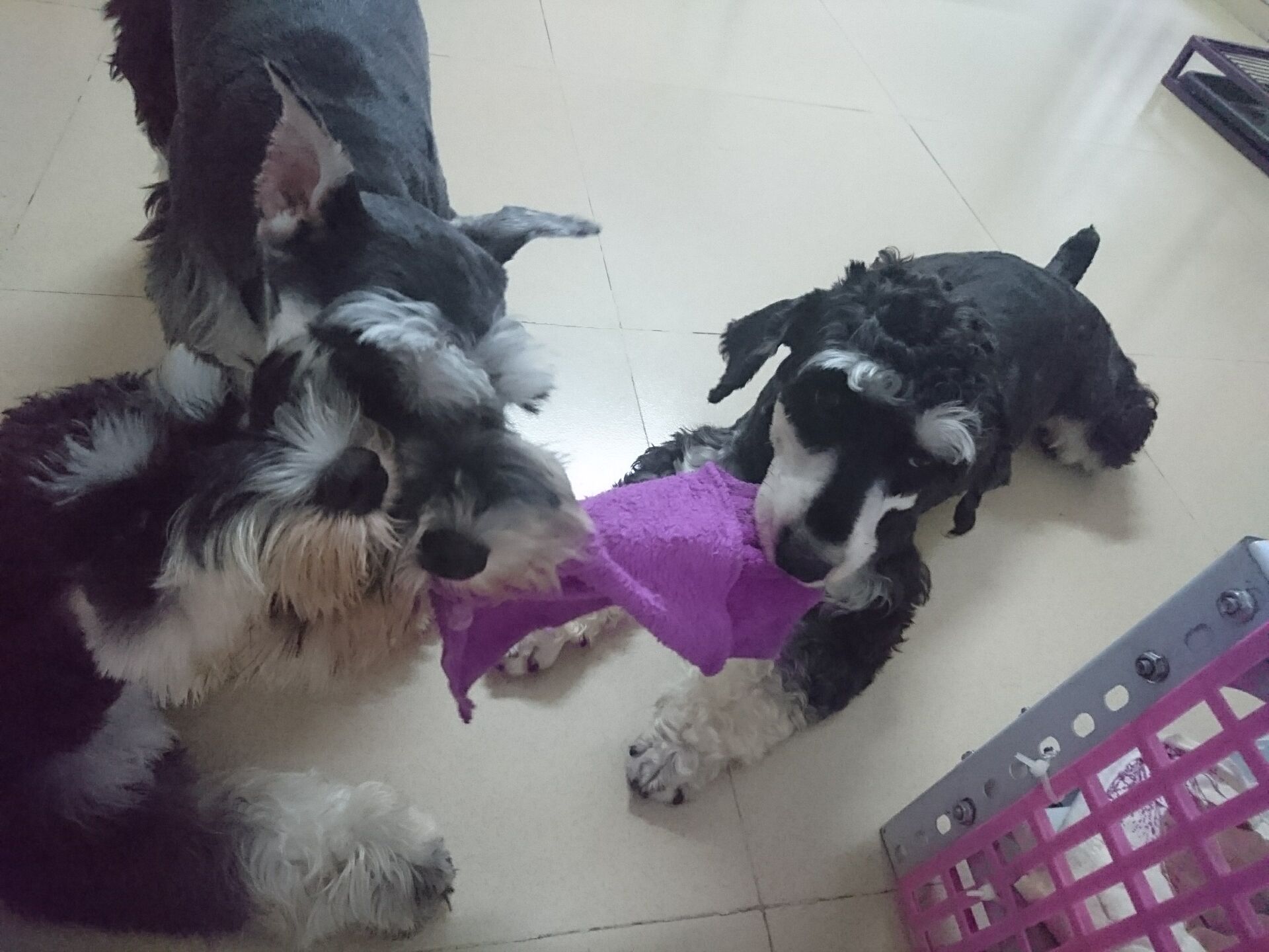 雪纳瑞狗狗最喜欢什么玩具,雪纳瑞狗狗喜欢玩什么玩具呀