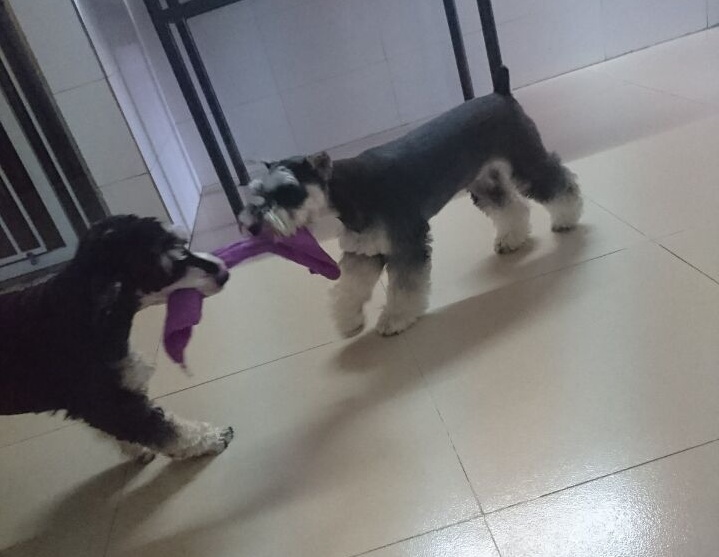 雪纳瑞狗狗最喜欢什么玩具,雪纳瑞狗狗喜欢玩什么玩具呀