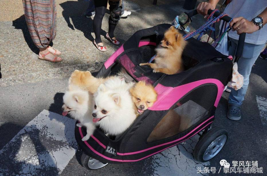 宠物狗被小车撞怎么理赔,开车撞了宠物狗怎么办如何理赔