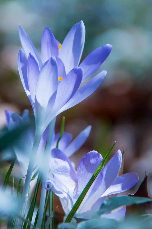 罕见的花红色,正宗藏红花西藏的藏红花
