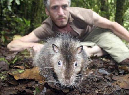 吃猫的老鼠是什么鼠,吃猫鼠的鼠是什么品种