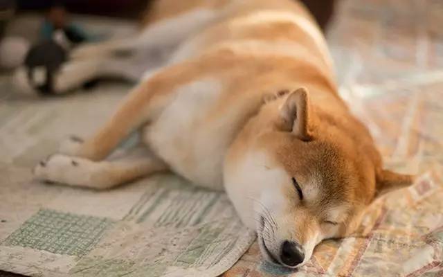 挡风玻璃被砸个坑怎么修复,挡风玻璃砸个坑要紧吗