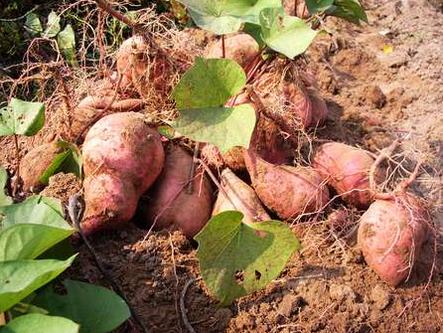 白癜风吃红薯好吗,白癜风吃红薯的好处