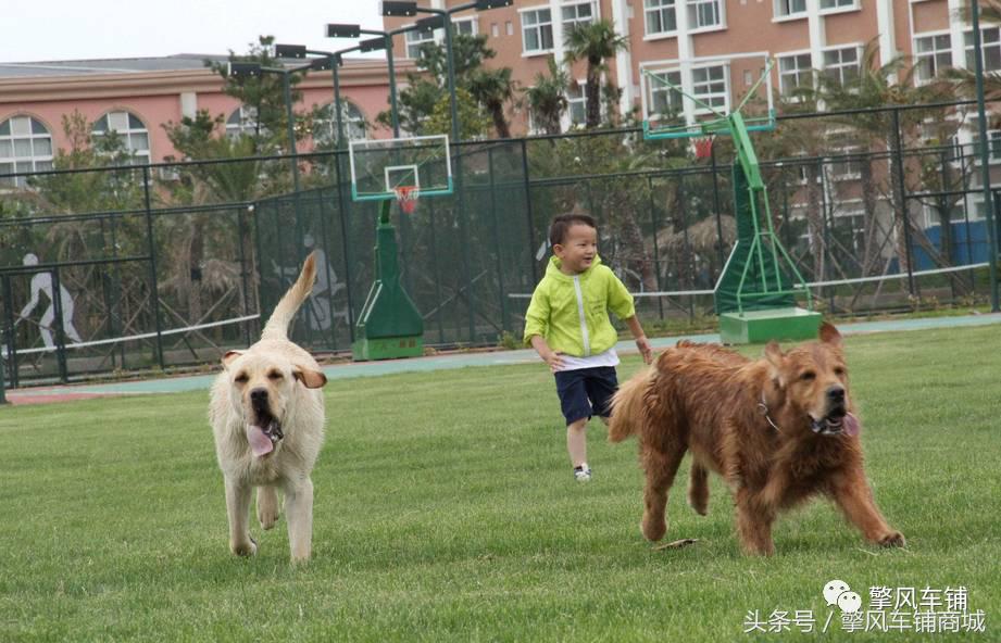 宠物狗被小车撞怎么理赔,开车撞了宠物狗怎么办如何理赔