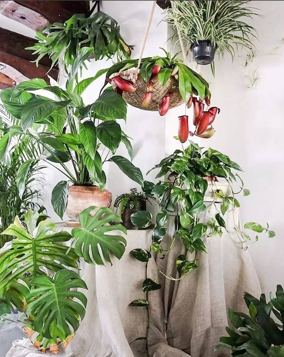 卖的最好的植物店,植物店能买到哪些植物