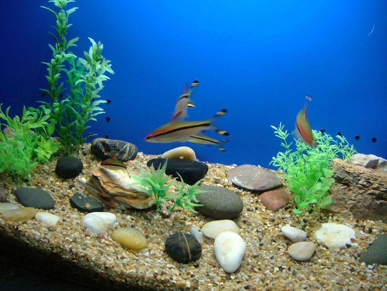 家中鱼缸风水作用大全图,鱼缸的风水作用与功效