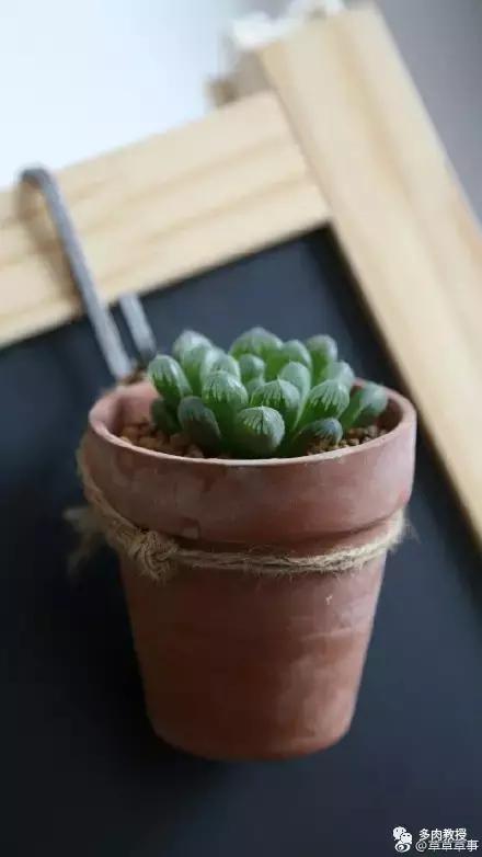 多肉的奇特之处,养的多肉长了蘑菇