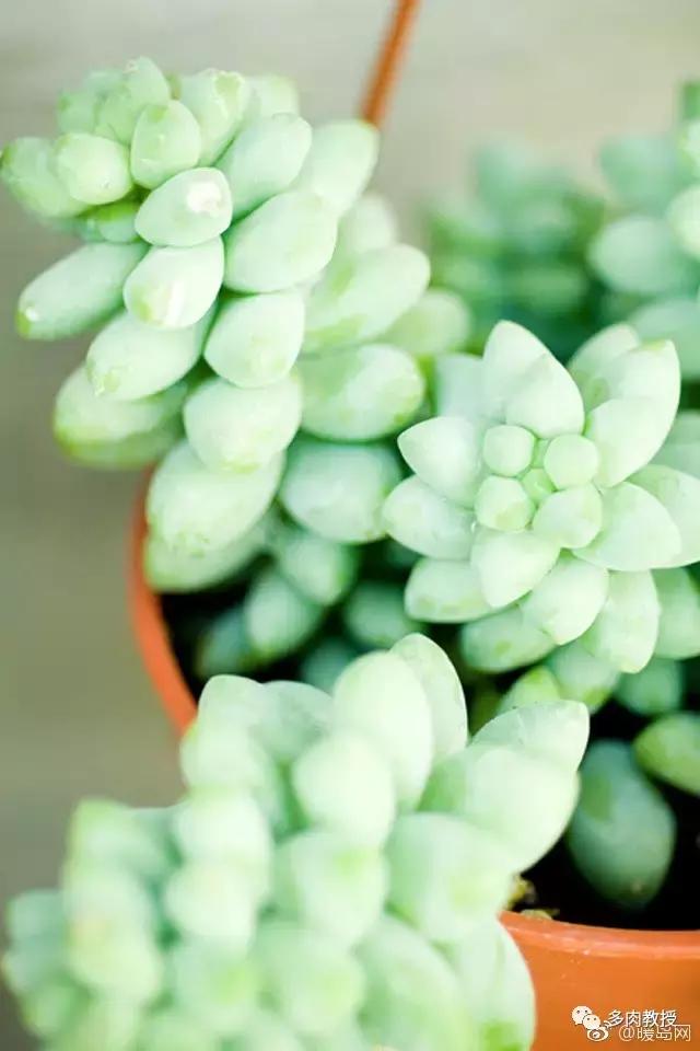 多肉的奇特之处,养的多肉长了蘑菇
