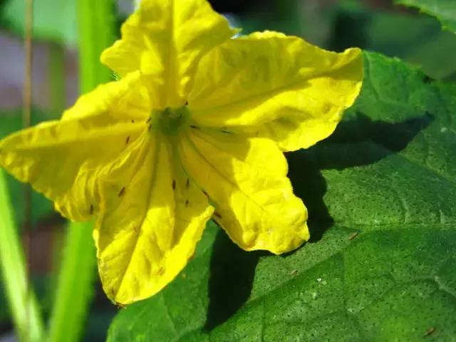 灭蚊药可以喷花卉么,灭蚊剂可以给花卉杀虫吗