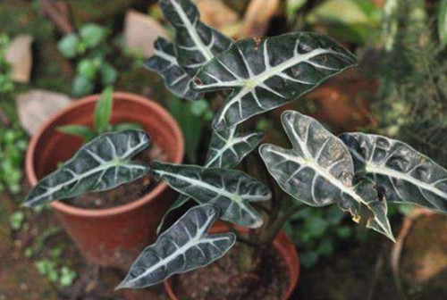 苗木宝,苗木宝贝