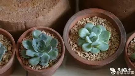 多肉的奇特之处,养的多肉长了蘑菇