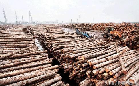 木材贸易有关政策,木材进口贸易发展规划