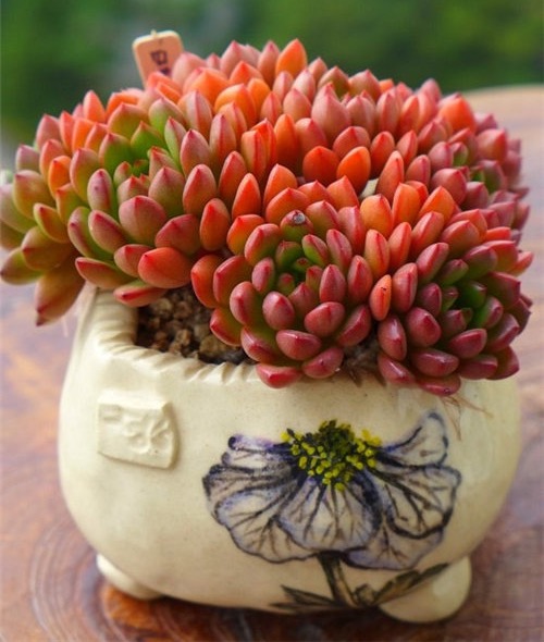 最全多肉图鉴大全,图鉴植物