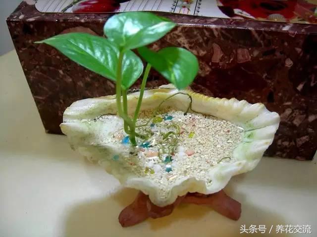 绿萝怎么养才能爆盆浇什么水,绿萝水培怎么快速爆盆