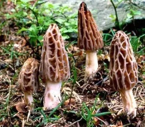 云南迎来“吃菌季”,今年云南吃菌季开始了吗