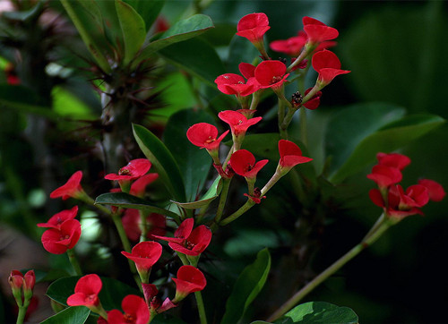这些多肉自带臭味入手需谨慎,多肉的汁液进到眼睛怎么办