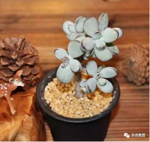 6种名字充满趣味性的多肉,推荐八种高颜值多肉好看又好养