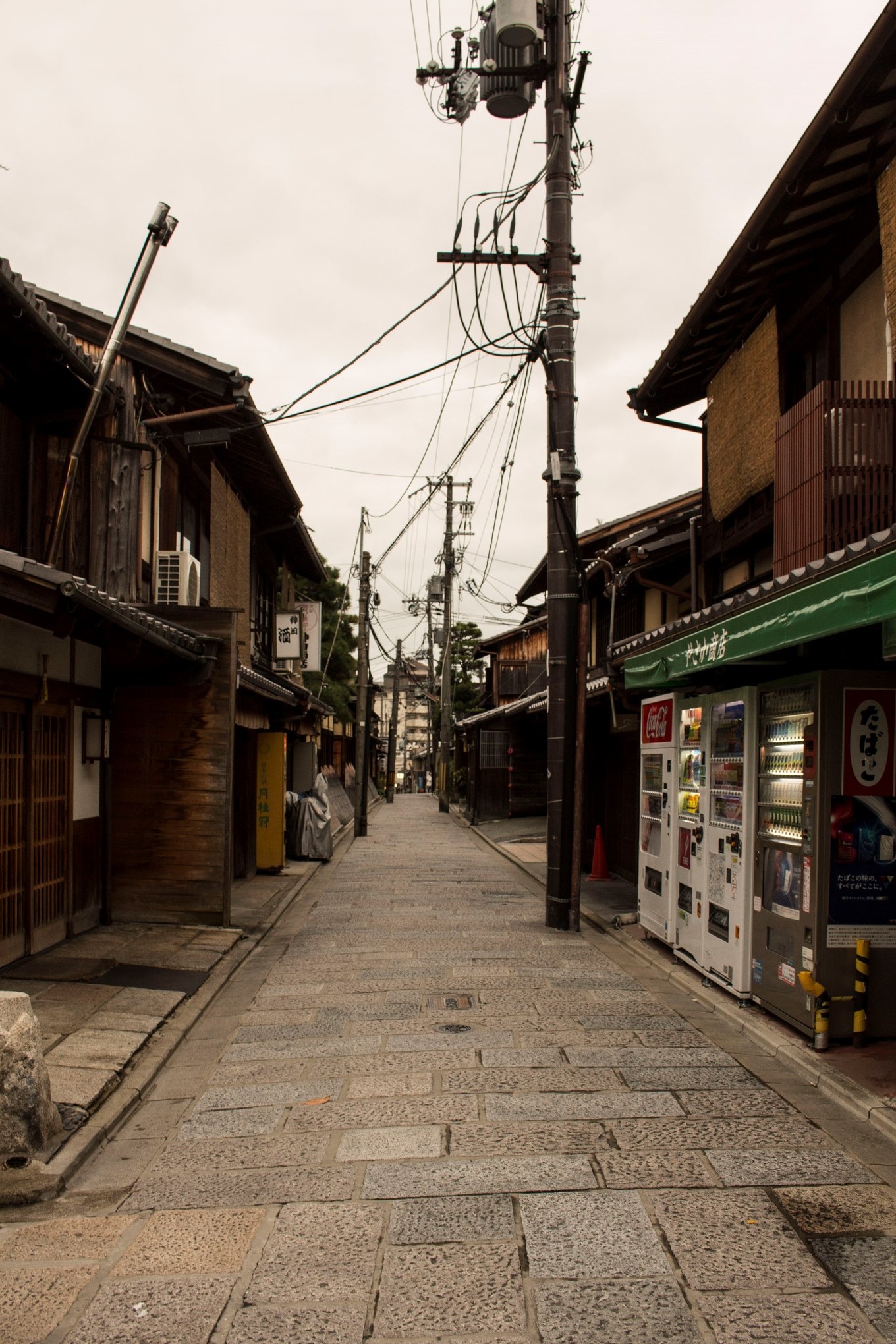 日本物语落樱下的邂逅,浪漫的日本物语