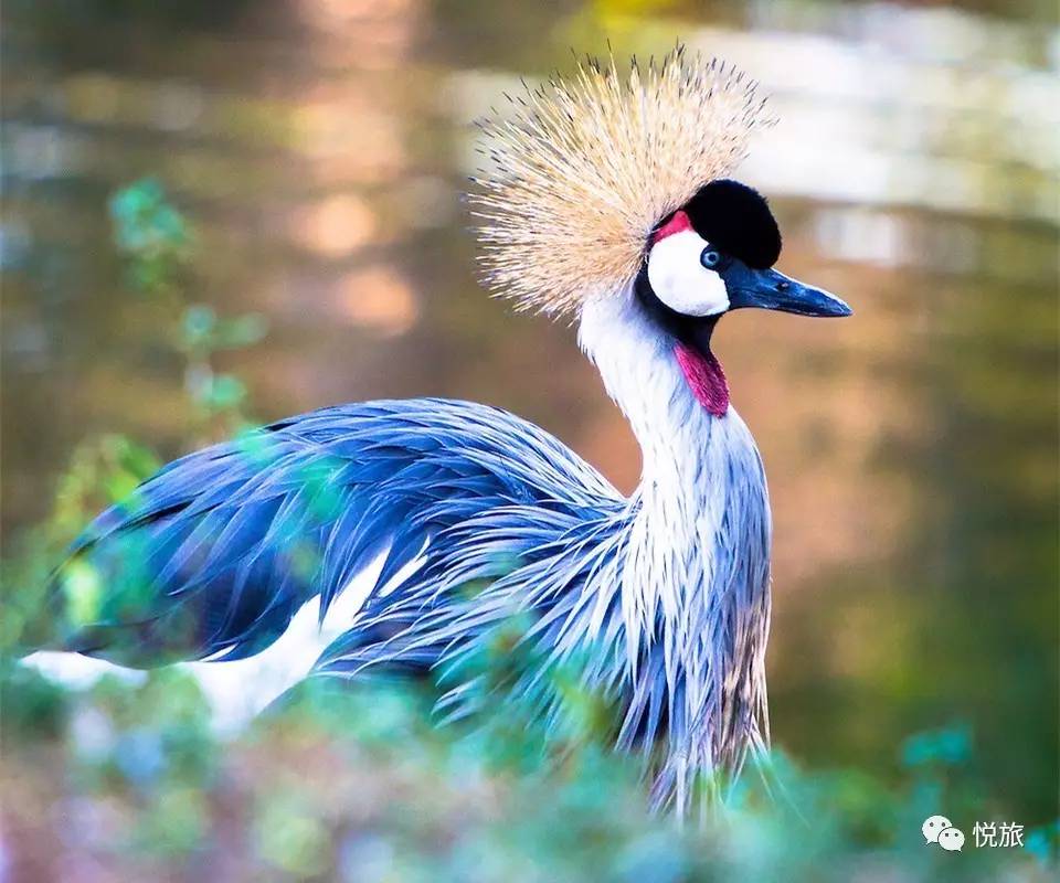 毛里求斯出境旅游攻略,刚去毛里求斯的人可以免签30天吗