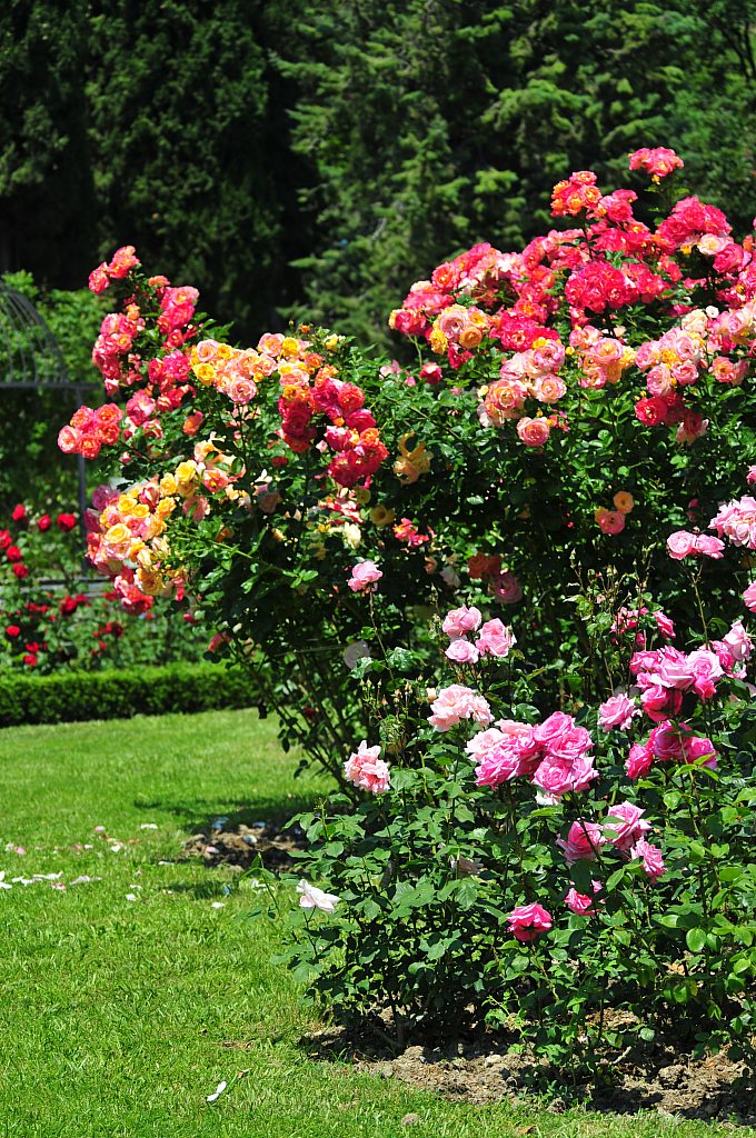 玫瑰精油1000多钱,一千克纯玫瑰精油价格