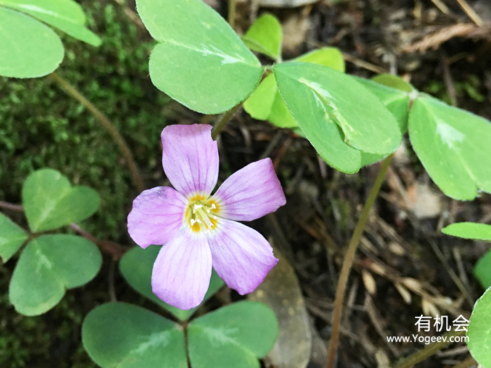 现实中的魔法森林,魔法森林教学课件