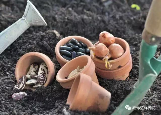 西瓜种子怎么育苗长得快,什么种子最好种长得快