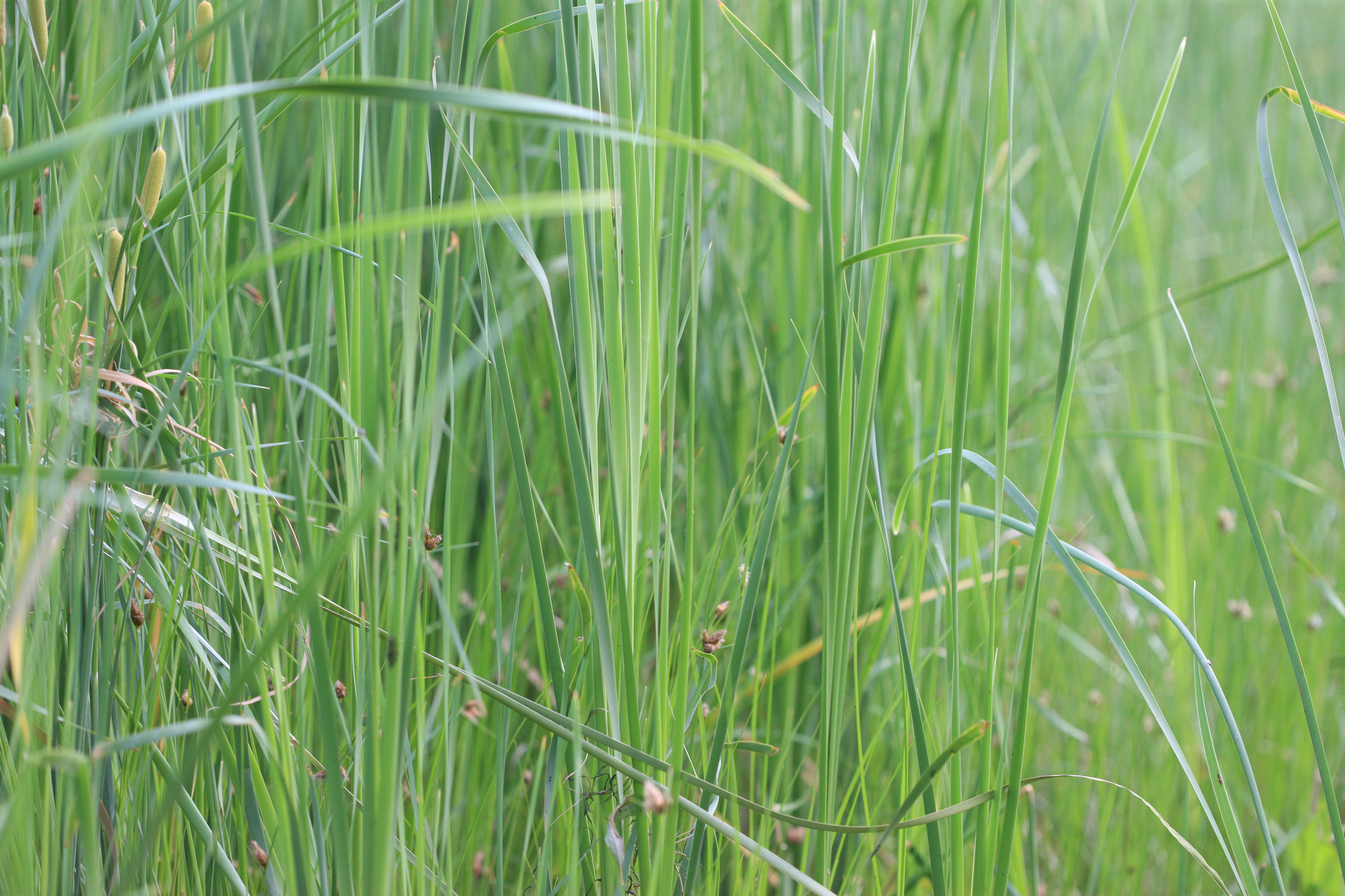 失眠怎样用黛力新,黛力新早上几点吃对睡眠最好