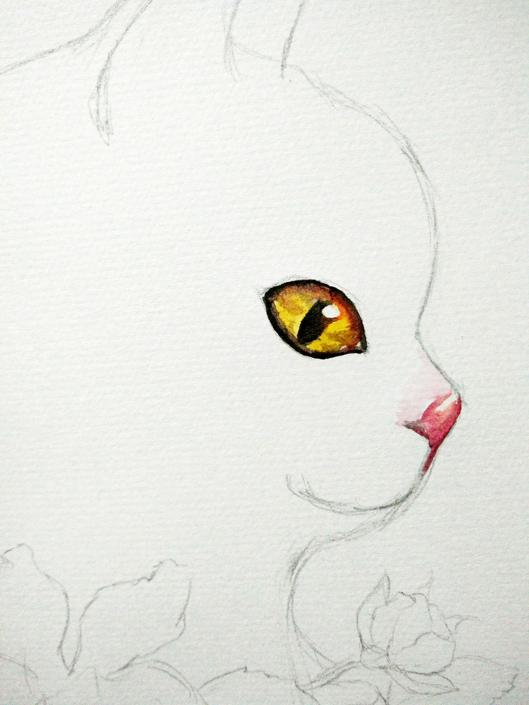 猫咪快速学会的技巧,猫咪快速教学