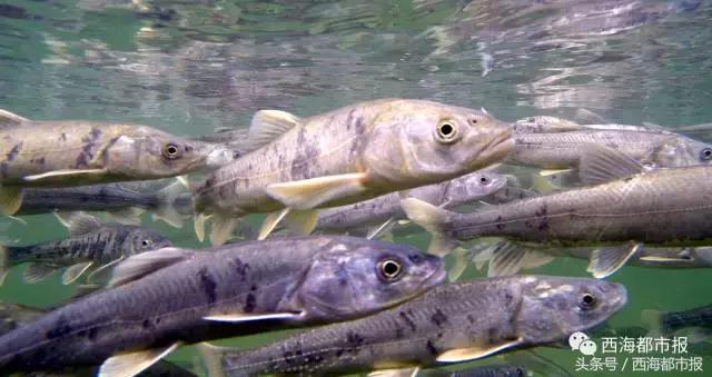 湟鱼洄游现生命的力量,青海湖湟鱼迎来洄游产卵高峰期