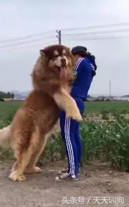 为什么农村不给养土狗,农村养狗跟城里的就是不一样