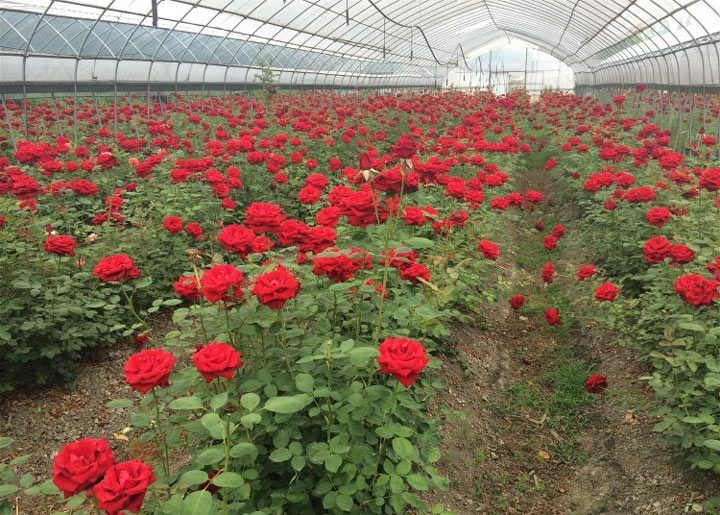 玫瑰精油为什么那么贵,一千克纯玫瑰精油价格